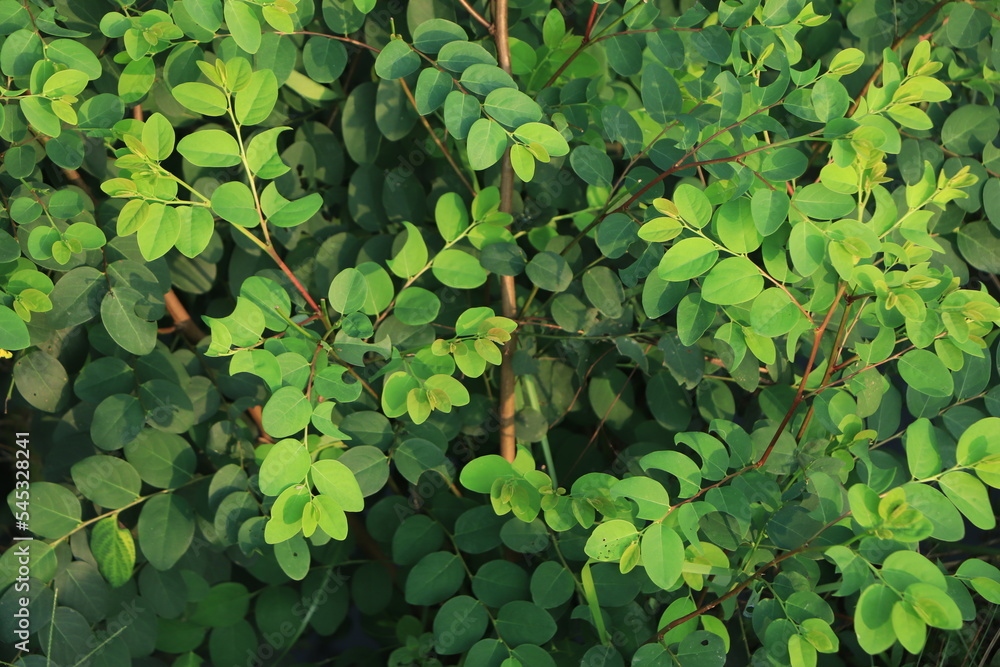Fototapeta premium Breynia plant closeup background