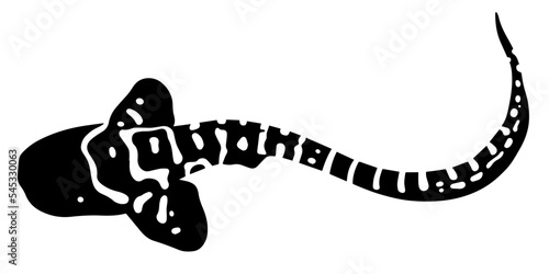 little zebra shark vector illustration isolated on white