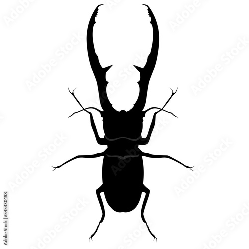 Staghorn beetle or lucanus cervus on white background. Flying insects that have long and strong horns are used to lure their mates. Vector