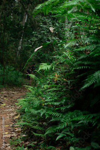 green forest in the morning