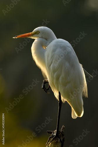 great white egret