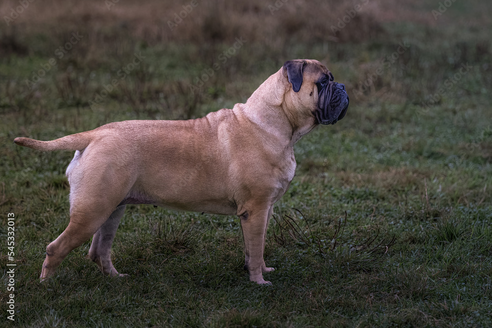 2022-11-11 PROFILE OF A MATURE BULLMASTIFF STANDING IN A MEADOW AT A OFF LEASH DOG PARK IN REDMOND WASHINGTON