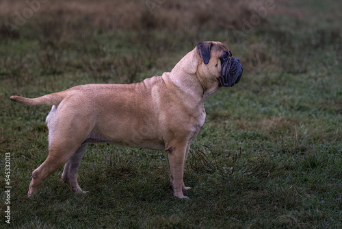 2022-11-11 PROFILE OF A MATURE BULLMASTIFF STANDING IN A MEADOW AT A OFF LEASH DOG PARK IN REDMOND WASHINGTON © Michael J Magee