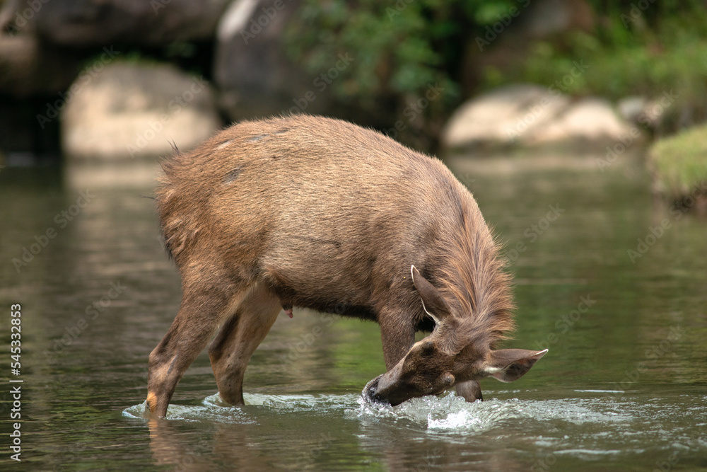 The wide ball is playing in the water. The wide ball is playing in the water.