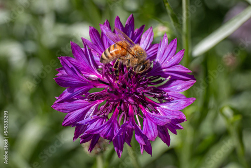 Bee on a purple cornflower