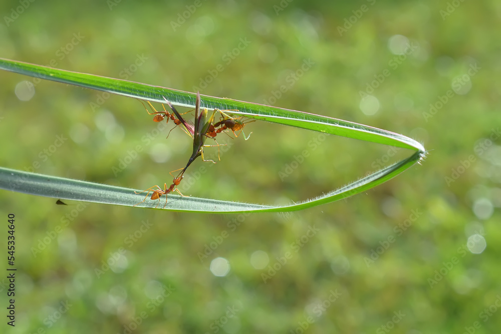 Three Rangrang Ants are eating grasshoppers Three Rangrang Ants are eating grasshoppers