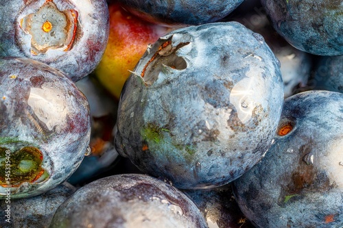 Obraz na płótnie Blueberries Macro w salonie