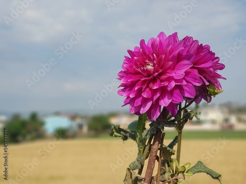 A pink daheliya blooming in the morning  photo