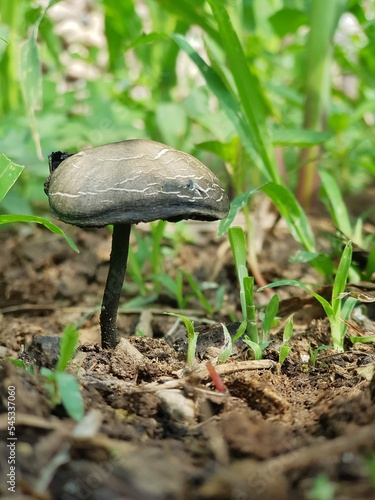 mushroom growing on the ground in rainy season