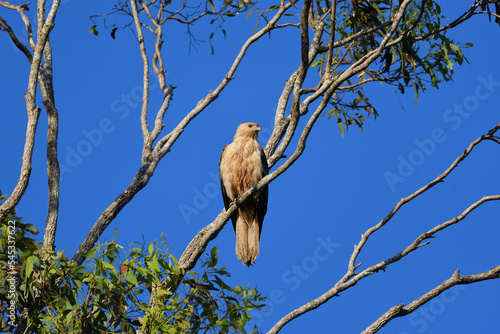 Australian adult Whistling Kite -Haliastur sphenurus- perched tree branch morning sunlight blue sky looking for prey  photo