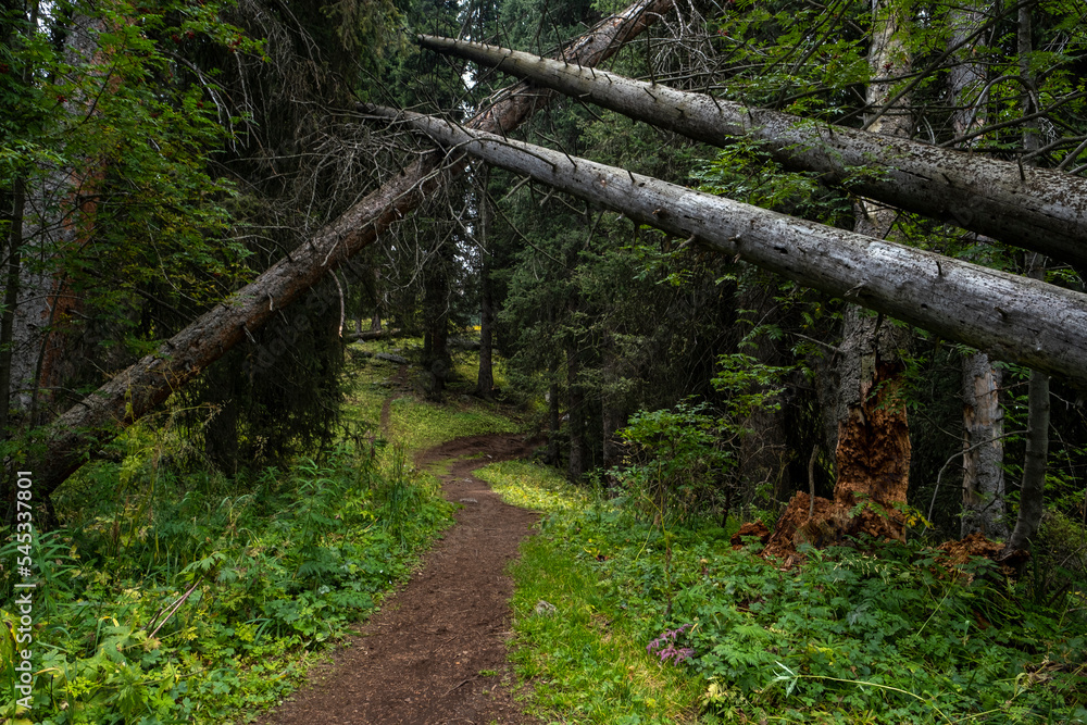 Obraz premium A hiking trail in the mountains going into the distance through old fallen trees and a living forest