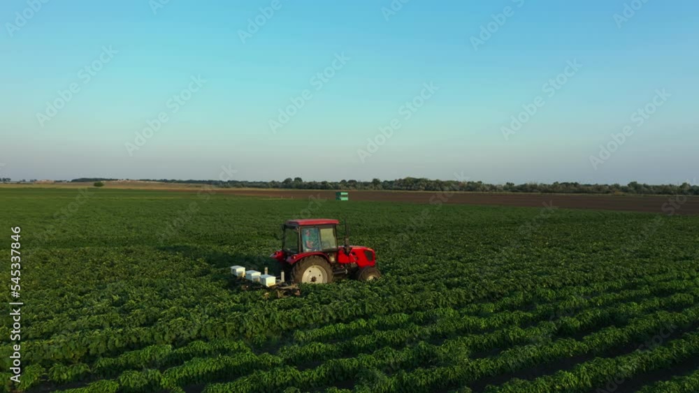 a tractor drives through a vegetable field a tractor drives through a vegetable field