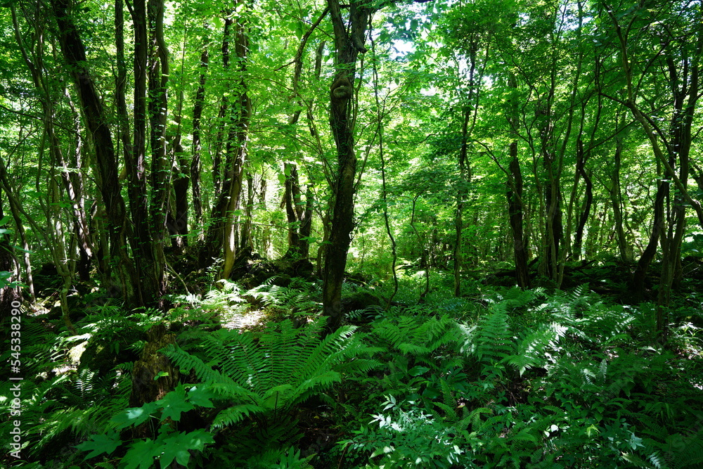 lively spring forest in the gleaming sunlight lively spring forest in the gleaming sunlight