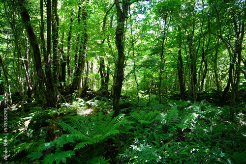 lively spring forest in the gleaming sunlight