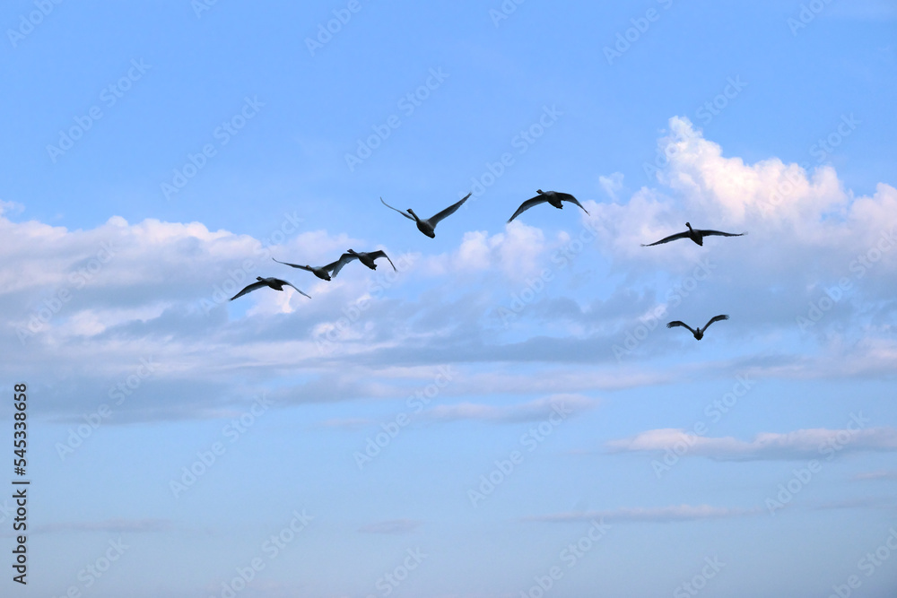 Soaring swans, Oct 23rd, 2022 Soaring swans, Oct 23rd, 2022