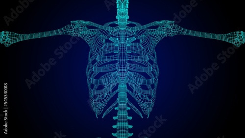 Rib cage anatomy 3D Illustration with wire frame skeleton