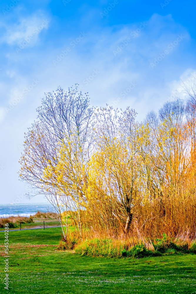 Yellow tree in summer