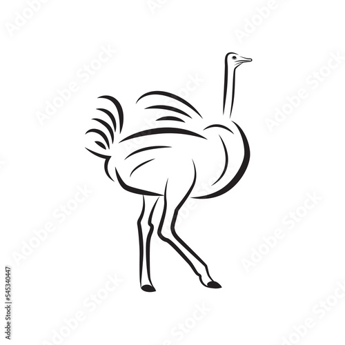 Portrait of an Ostrich isolated on white. Largest flightless birds.