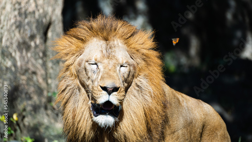遠くを見つめる動物園の雄ライオン