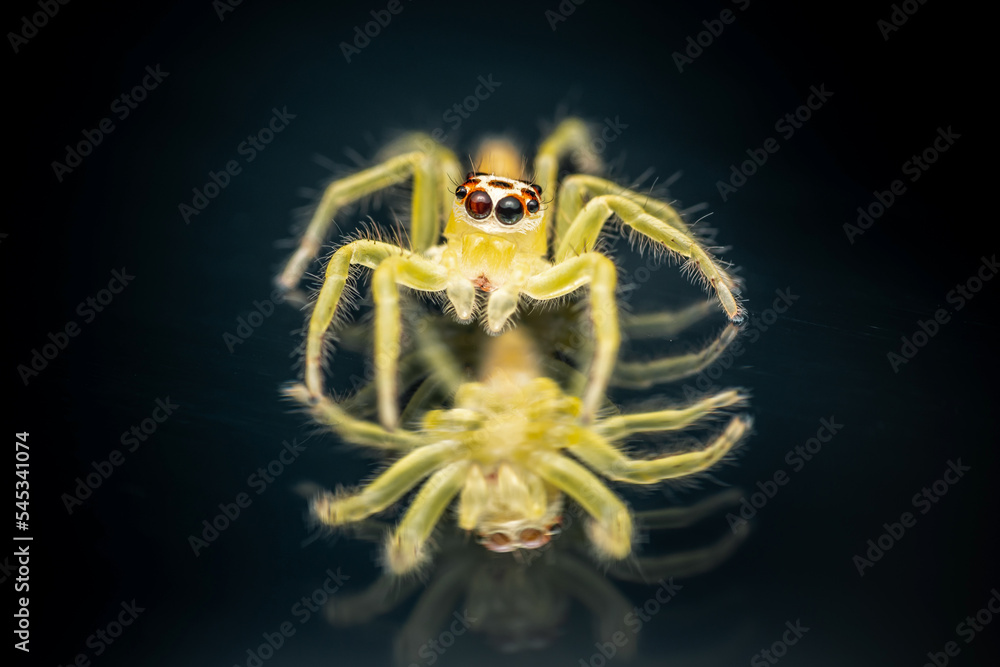 Close up of yellow jumping spider on mirror surface, Mirror reflection, Thailand, Selective focus, Macro shot. Close up of yellow jumping spider on mirror surface, Mirror reflection, Thailand, Selective focus, Macro shot.