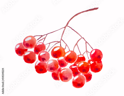 Watercolor red berries rowan. Hand-drawn design element. Isolated object on  white background. For design of greeting cards, holiday cards.