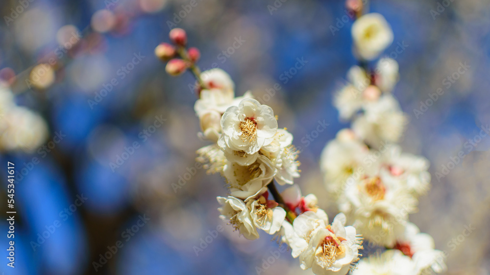 White plum blossoms in full bloom Plum blossoms and beautiful blue sky New Year's winter image Japan Japanese style Background material White plum blossoms in full bloom Plum blossoms and beautiful blue sky New Year's winter image Japan Japanese style Background material