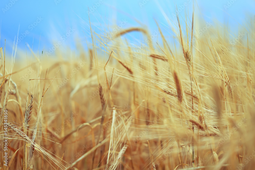 Fototapeta premium grain harvest background crisis farming