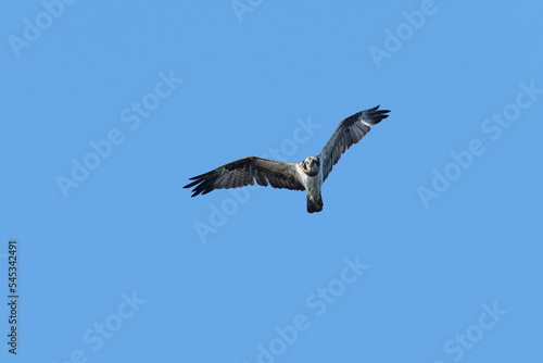 osprey is hunting a fish © Matthewadobe