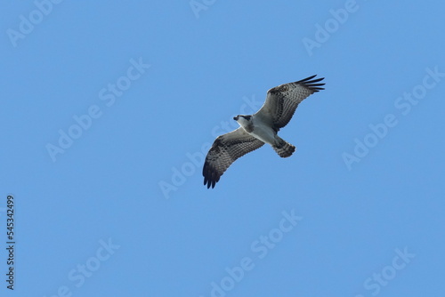 osprey is hunting a fish