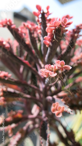 pink flowers background of Kalanchoe daigremontian hybrid design for seasonal concept