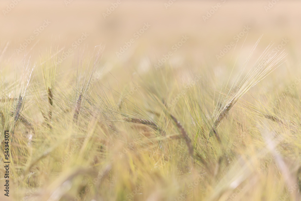 Fototapeta premium grain harvest background crisis farming