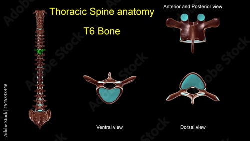 Thoracic spine T 6 bone anatomy for medical concept 3D Illustration