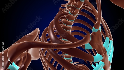 Costovertebral and Costotransverse Joints anatomy human rib cage for medical concept 3D photo