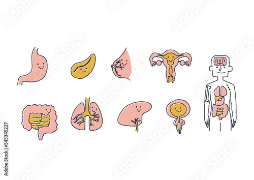 親しみやすい人間の健康な臓器のイラスト