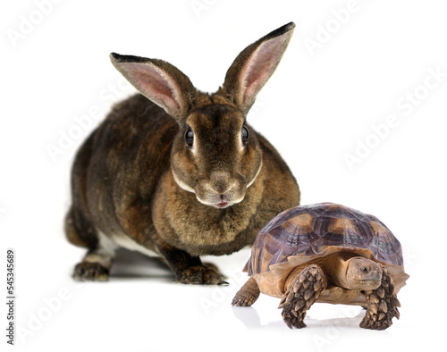 rabbit  and  turtle isolated on white background
