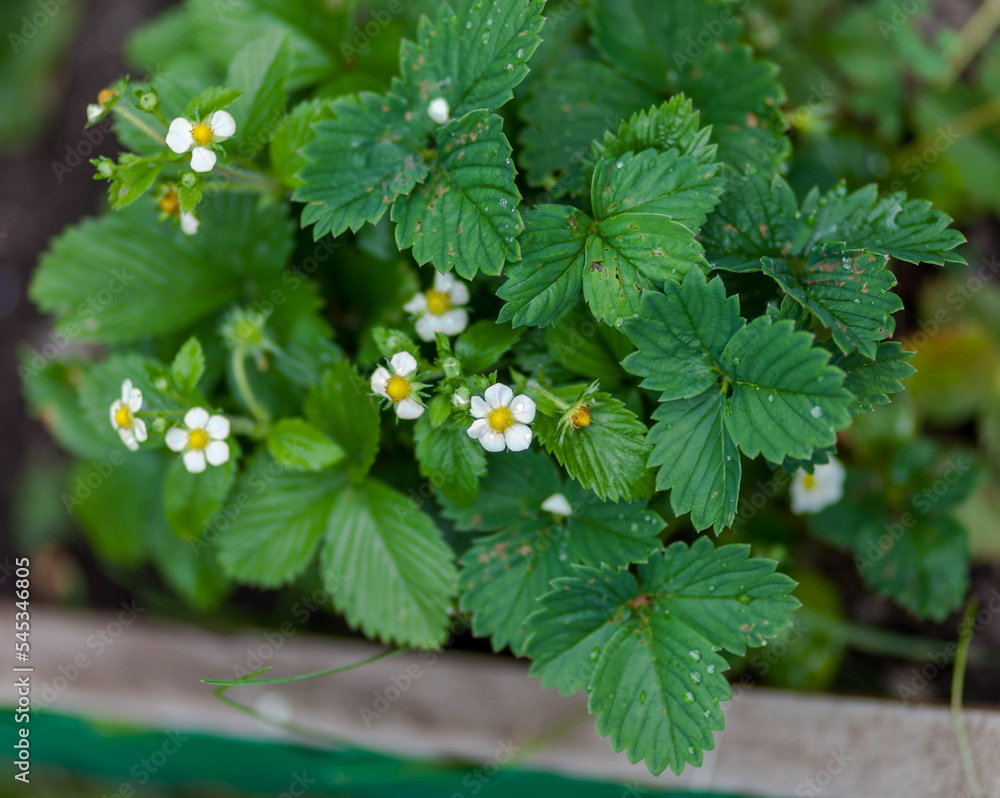 Strawberry flowers close-up on a green background in spring Strawberry flowers close-up on a green background in spring