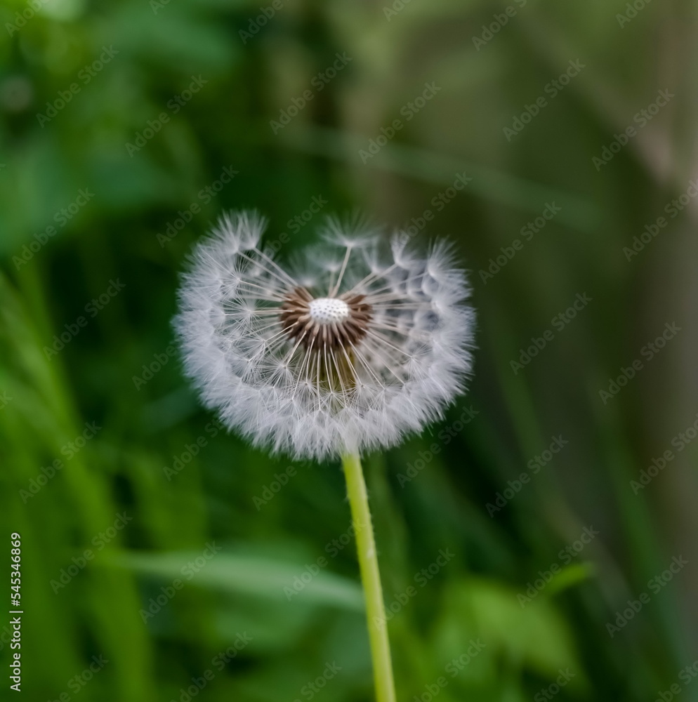 Fototapeta premium Dandelion flowers close-up on a grass background in summer