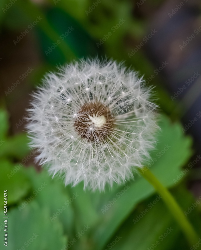 Dandelion flowers close-up on a grass background in summer Dandelion flowers close-up on a grass background in summer