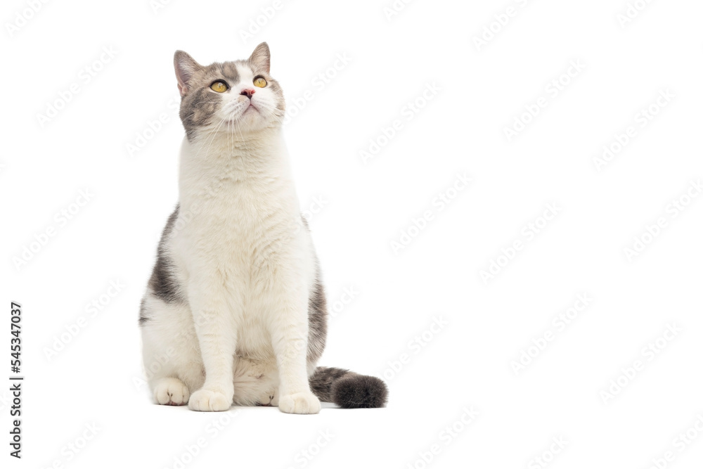 Fototapeta premium Scottish fold cat sitting on white background. Tabby blue cat isolate on white background.