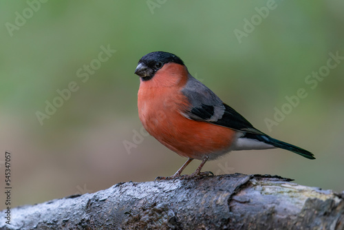 Male Bullfinch (Pyrrhula pyrrhula) on a branch in the forest of Noord Brabant in the Netherlands. Green background. © Albert Beukhof