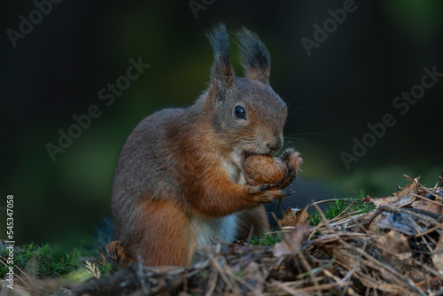 Cute hungry Red Squirrel (Sciurus vulgaris) eating a nut in an forest covered with colorful leaves. Autumn day in a deep forest in the Netherlands. 