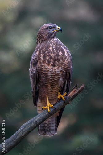 A beautiful Common Buzzard (Buteo buteo) sitting on a branch post at a pasture looking for prey. Noord Brabant in the Netherlands. Green background. 