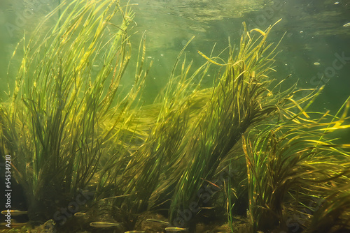 green algae underwater in the river landscape riverscape  ecology nature