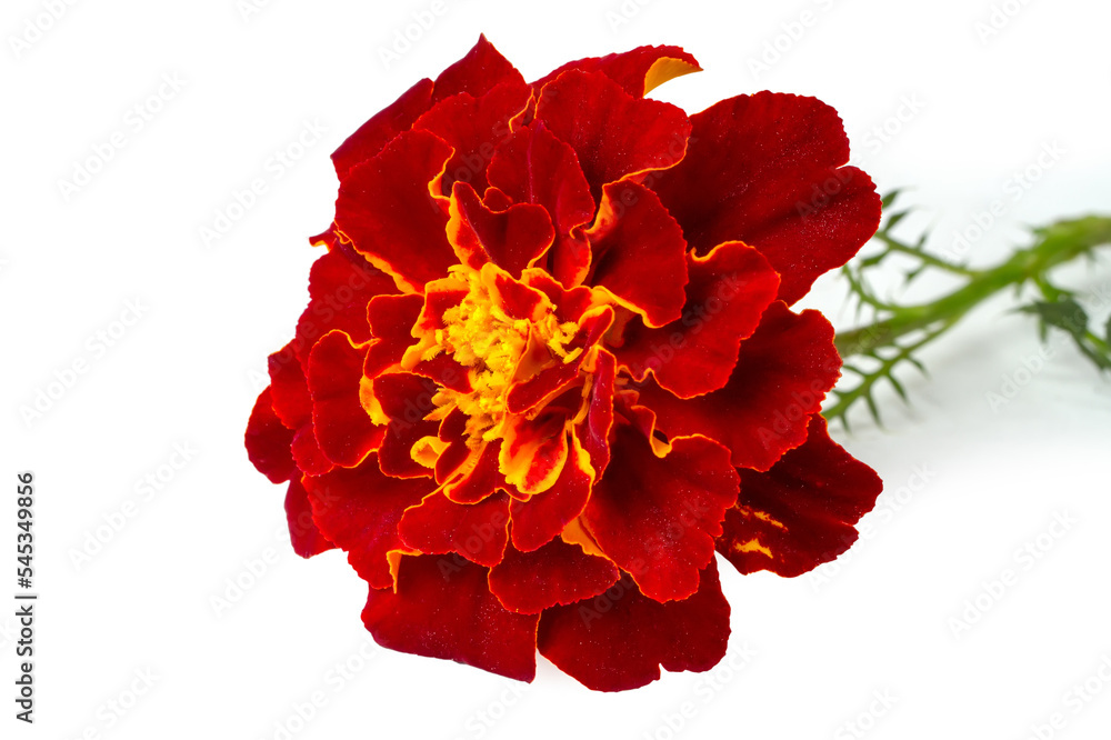 Marigold flowers on a white background. Marigold flowers on a white background.