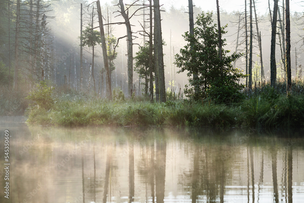 Obraz premium Lake in the forest