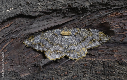 tea looper moth photo