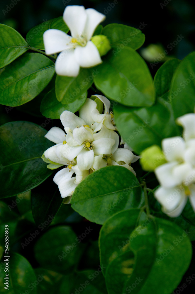 Andaman satinwood or Murraya paniculata (L.) Jack.  in scientific name