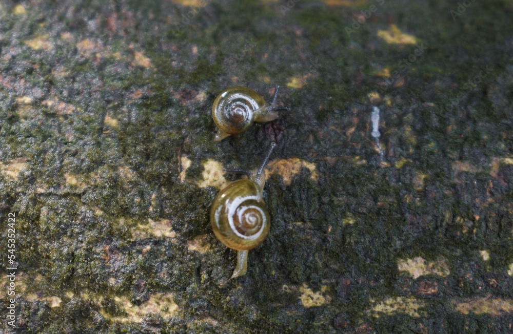 snail on a dead tree 