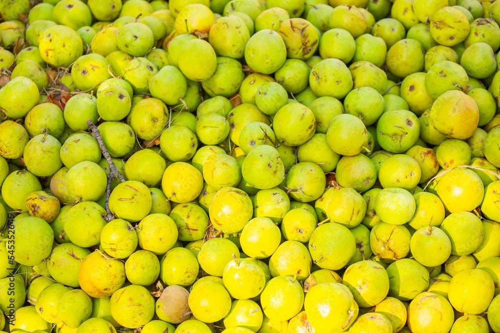 Fallen apples lie on the ground. Harvest of apples on a plantation in the garden. Fruit trees with apples. Ripe fruits on the branches of a tree. Gardening in agriculture. Fallen apples lie on the ground. Harvest of apples on a plantation in the garden. Fruit trees with apples. Ripe fruits on the branches of a tree. Gardening in agriculture.