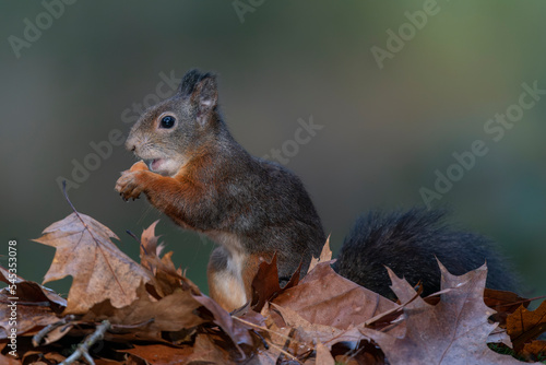 Cute hungry Red Squirrel  Sciurus vulgaris  eating a nut in an forest covered with colorful leaves. Autumn day in a deep forest in the Netherlands.                                                     